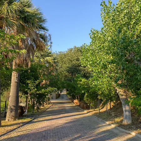 酒店 Costa Avithos 4*